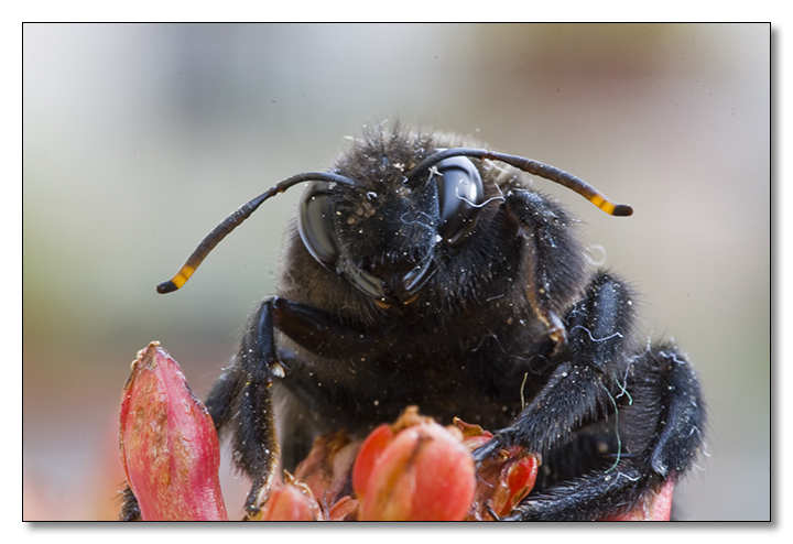 Apidae Xylocopinae: maschio di Xylocopa violacea